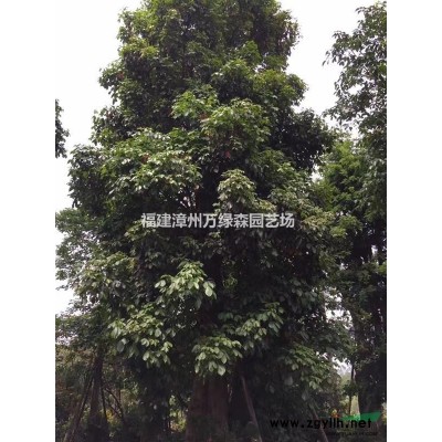 福建海南洒金哪里有 海南洒金价格是多少 海南洒金哪里*多