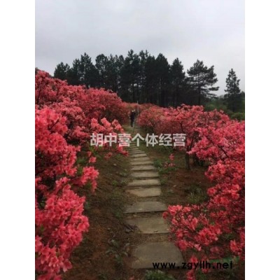 全冠映山红批发 高度250 冠幅1.5米以上 多杆