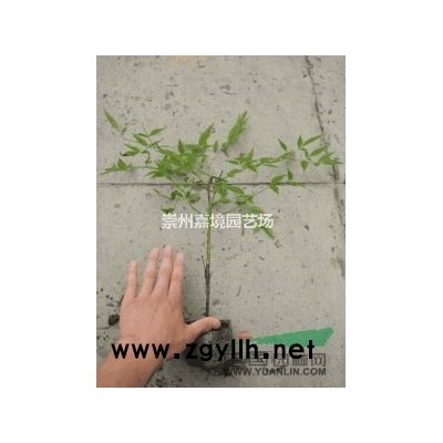 成都郫县温江崇州长期低价供应红豆杉等乔灌木