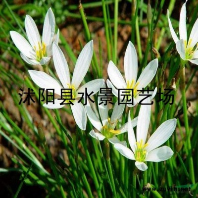 桂花  丹桂  金桂  八月桂