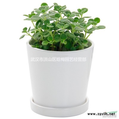 武汉大厅舞台摆放装饰用一品红盆栽，大型活动专用植物一品红盆栽