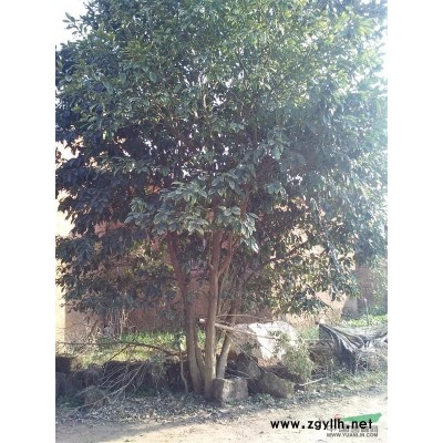 榆树10公分——30公分大量提供