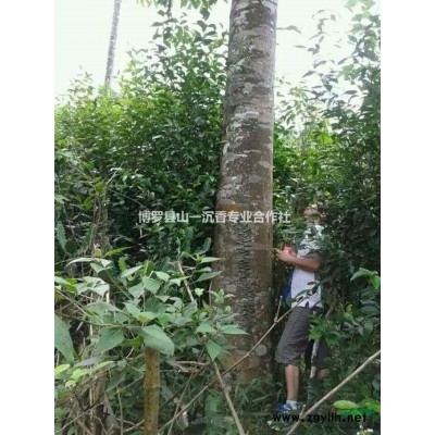 博罗县沉香苗、沉香风景树、沉香成品、天然沉香