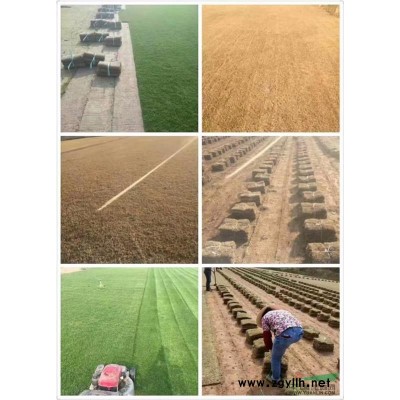 红叶石楠苗，毛球，光球