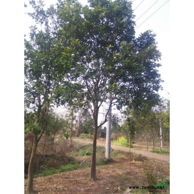 浙江金华供应优质朴树