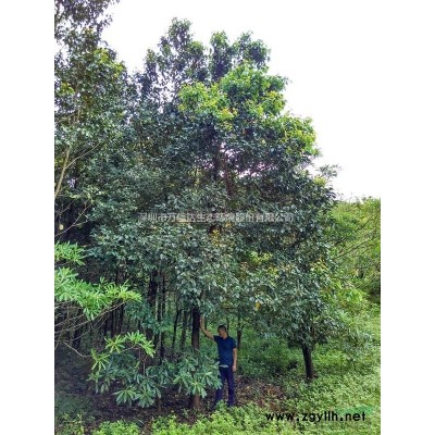 广东台山地区供应红车高80-120cm地苗