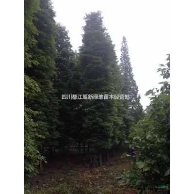 四川高杆桂花，成都高杆桂花，四川桂花，成都桂花