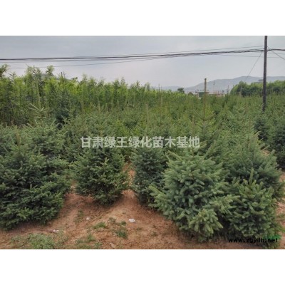 甘肃云杉-云杉树苗-云杉价格