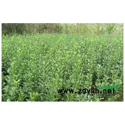 浙江地区出售8.9.10公分栾树