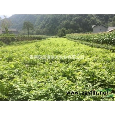 江西青钱柳苗价格