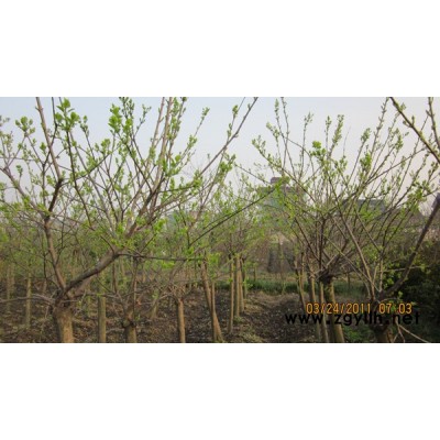 供应金森女贞，红叶石楠等绿化用的小毛球