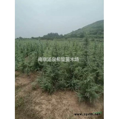 娜塔栎1-12公分，雪松1-10米供应