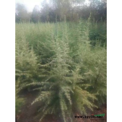 江苏红叶石楠2介绍