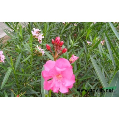 浙江地区大叶黄杨绿篱苗80高度20万棵