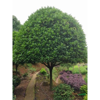 精品茶梅球子，可实地看货