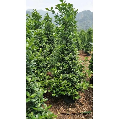 各种型号的鸭脚木.火山榕