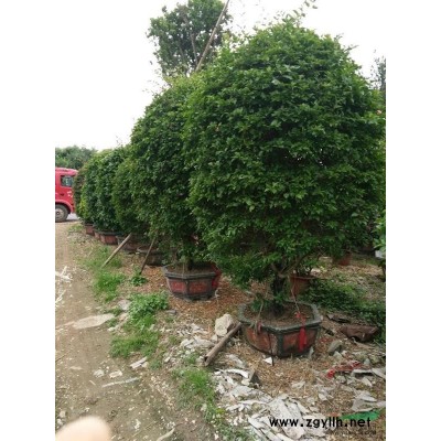 福建省漳州供应三角梅