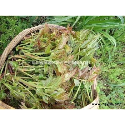 安徽阜阳地区出售8~15公分香椿树