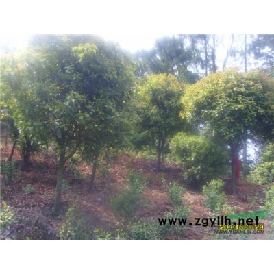 湖南地区造型红继木桩供应