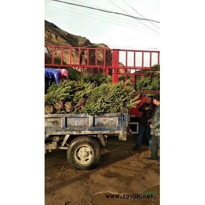 青海地区供应120-150公分云杉