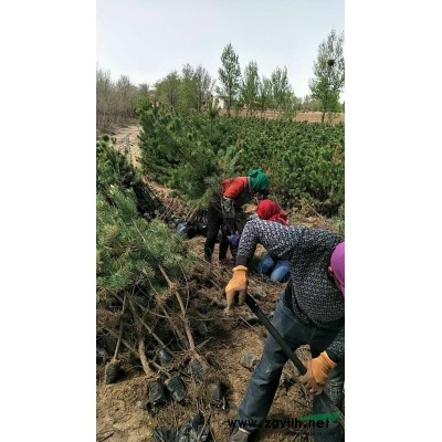 出售樟子松13/16杯80-1.7米 20万颗！