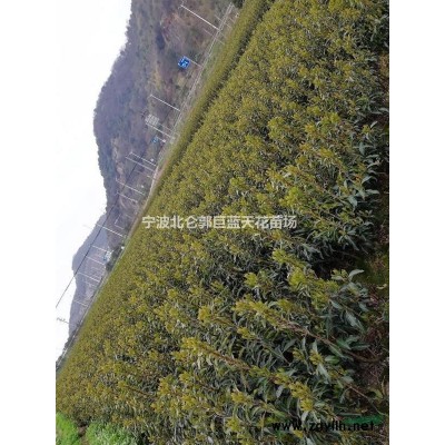 浙江宁波北仑郭巨街道供应120一150珊瑚