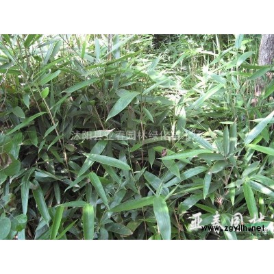 我场常年供应优质红叶女贞苗木，长势喜人，沭阳基地直销