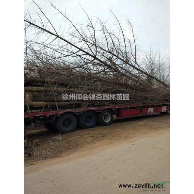 专供1-10公分银杏小苗