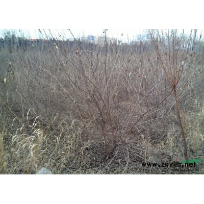 特价处理 丁香 金银木 1.5-3米 河北唐山