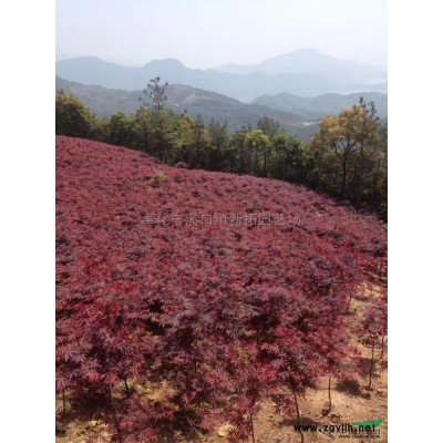 樱花报价/浙江樱花报价