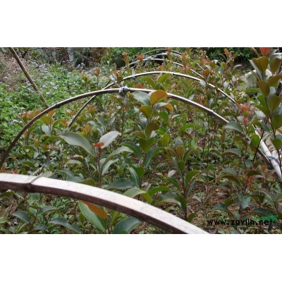 朴树6*新价格/朴树6报价