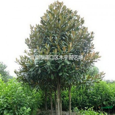 二*女贞6到12公分