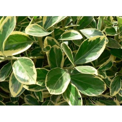 小叶女贞2报价/河南小叶女贞2报价