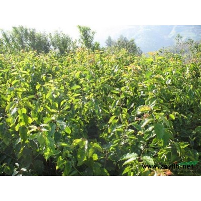 低价出售大桂花  3.5米蓬径  高5米