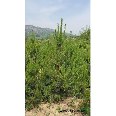 山西吕梁有油松供应