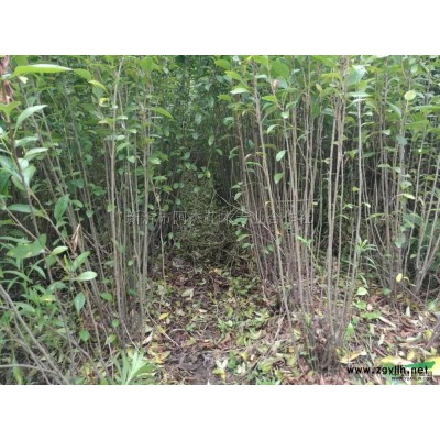 江苏实生红梅*新报价/江苏实生红梅图片