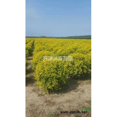 金叶榆基地5-8公分金叶榆辽宁金叶榆金叶榆价格低价金叶榆