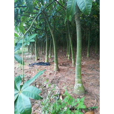 湛江市供应发财树