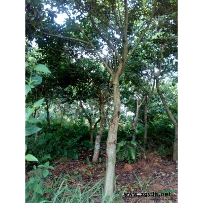 广东地区供应高1.2-2.5米杜鹃红山茶