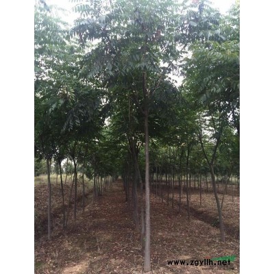 安徽省合肥苗圃直销红叶石楠篱笆苗