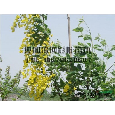 江西供应金叶水杉