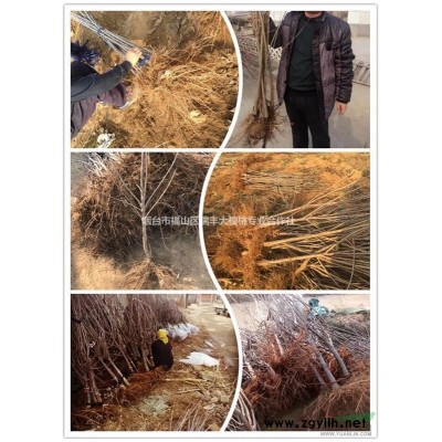 供应山东烟台樱桃树苗脱毒苗