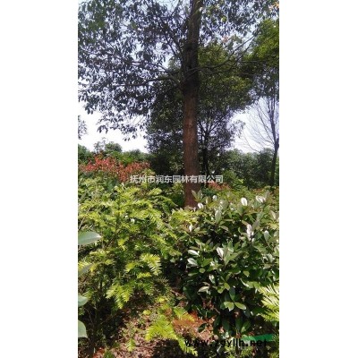 大规格桂花，自然成型，树型优美，适宜孤植，种下就是一道风景，