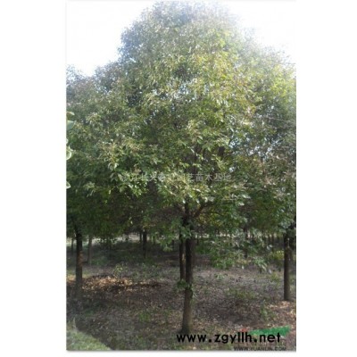 浙江金森女贞色块苗