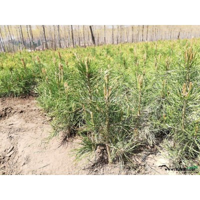 大量供应樟子松油松杯苗