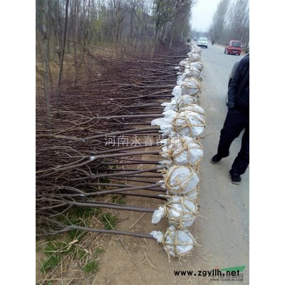 蜀桧  河南桧柏