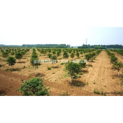 常年供应-元宝枫