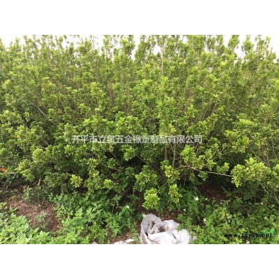 桂花、米兰（1米~2米）