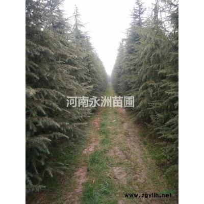 1-5米精品雪松
