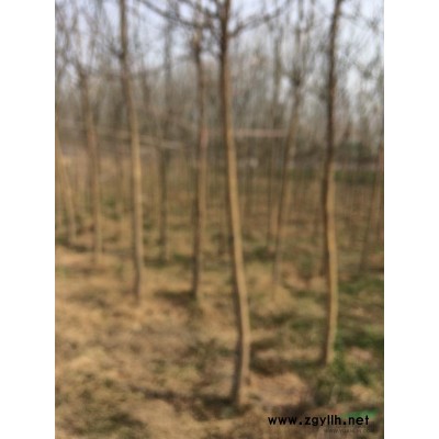 河南省开封市供应4-7公分速生国槐、红叶李